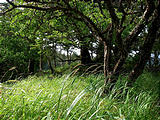 Queen Charlotte Islands - Haida Gwaii - NevaPhoto 104