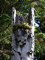 Queen Charlotte Islands - Haida Gwaii - NevaPhoto 121