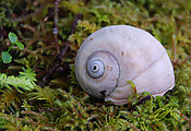 Moonsnail Shell