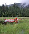 Marsh - Kayaking