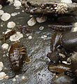 Low Tide - Bugs