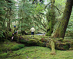 Mossy Forest