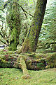 Mossy Forest