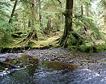 Mossy Forest