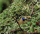 Mossy Forest