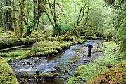 Mossy Forest