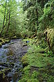 Mossy Forest