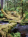 Mossy Forest