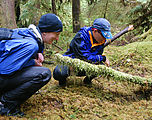 Mossy Forest