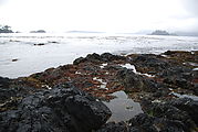 Low Tide