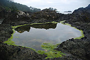 Tidepool