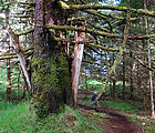 Anthony Island - Ninstints - SGang Gwaay - Native Ruins