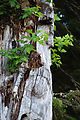 Anthony Island - Ninstints - SGang Gwaay - Native Ruins - Totem Poles