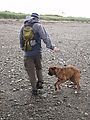 Sandspit - Walk on the Beach - Dog