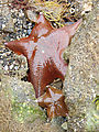 Starfish