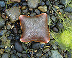 Sandspit - Tideflats - Starfish, 4 arms