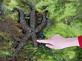 Sandspit - Tideflats - Starfish