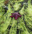 Sandspit - Tideflats - Starfish