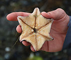 Sandspit - Tideflats - Starfish, 6 arms