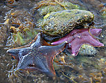 Sandspit - Tideflats - Starfish