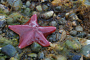 Sandspit - Tideflats - Starfish