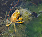 Sandspit - Tideflats - Yellow Crab