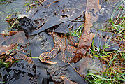 Sandspit - Tideflats - Starfish