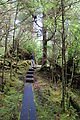 Tow Hill - Path - Boardwalk - Naikoon Park