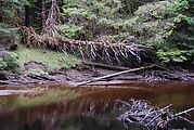 The Golden Spruce - Fallen, Dead, Across the River