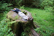 Along the Golden Spruce Trail - A Big Stump