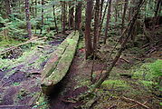 Haida Canoe