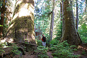 Yakoun Lake Trail - Big Trees