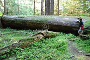 Yakoun Lake Trail - Huge Log