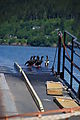 Hecate Strait Ferry - Pigeon Guillemot - Birds