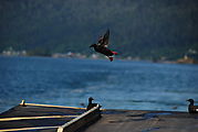 Hecate Strait Ferry - Pigeon Guillemot - Birds