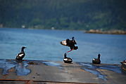 Hecate Strait Ferry - Pigeon Guillemot - Birds