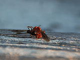 High Rock Lookout Hike - Termites