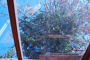 Cedar Creek Treehouse - Looking Up