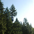 Cedar Creek Treehouse Observatory