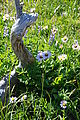 Mount Rainier National Park - Flowers