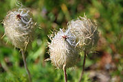 Mount Rainier National Park -  Seeds