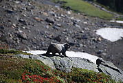 Mount Rainier National Park - Marmot