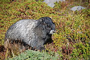 Mount Rainier National Park - Marmot