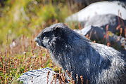 Mount Rainier National Park - Marmot