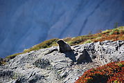 Mount Rainier National Park - Marmot