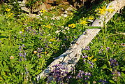 Mount Rainier National Park - Flowers