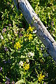 Mount Rainier National Park - Flowers