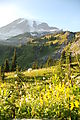 Mount Rainier National Park - Flowers