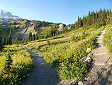 Mount Rainier National Park - Flowers - Trail - Switchback