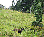 Mount Rainier National Park - Bear